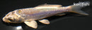 4.25" KIN KIKOKURYU