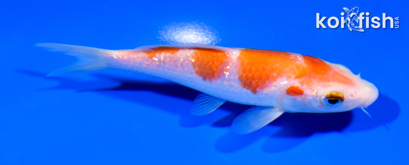 5" GINRIN KOHAKU