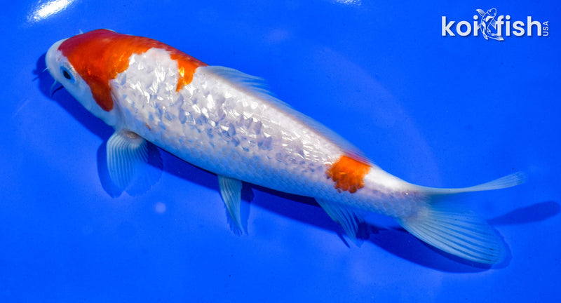 6.5" GINRIN KOHAKU