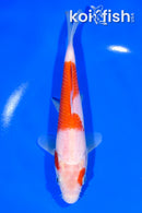 7" KOHAKU