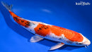 12.5" KUCHIBENI YAMATO NISHIKI