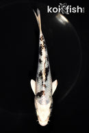 5.75" GINRIN SHIRO BEKKO