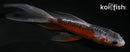 5.5" HI SHUSUI BUTTERFLY