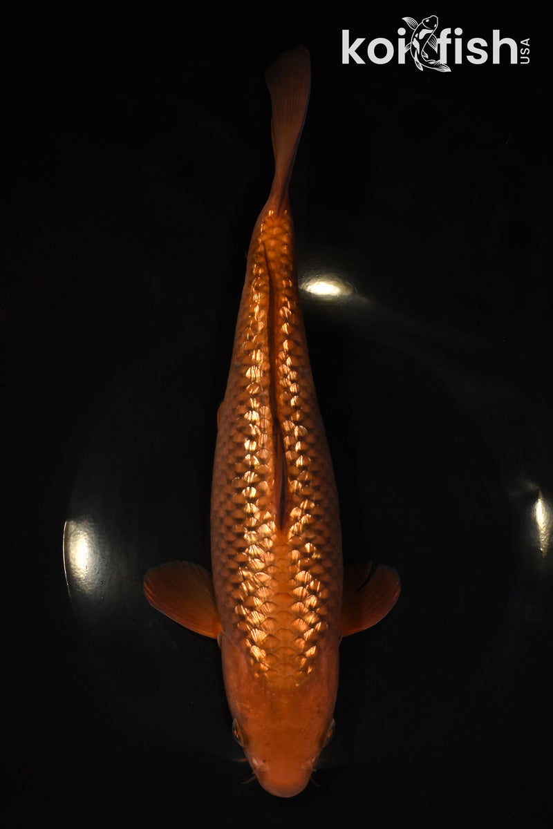 10.75" GINRIN CHAGOI