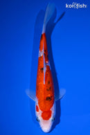 7.25" GINRIN SANKE