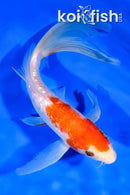 8" GINRIN KOHAKU BUTTERFLY