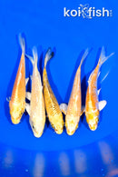 PACK OF (5) 3.75-4" STANDARD KOI