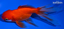 5.25" ORANDA GOLDFISH