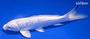 7.25" GINRIN PLATINUM OGON