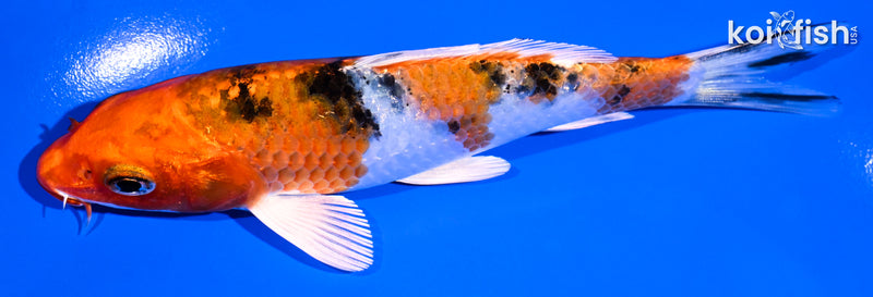 5.25" YAMATO NISHIKI