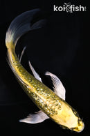 6" GINRIN KI MATSUBA BUTTERFLY