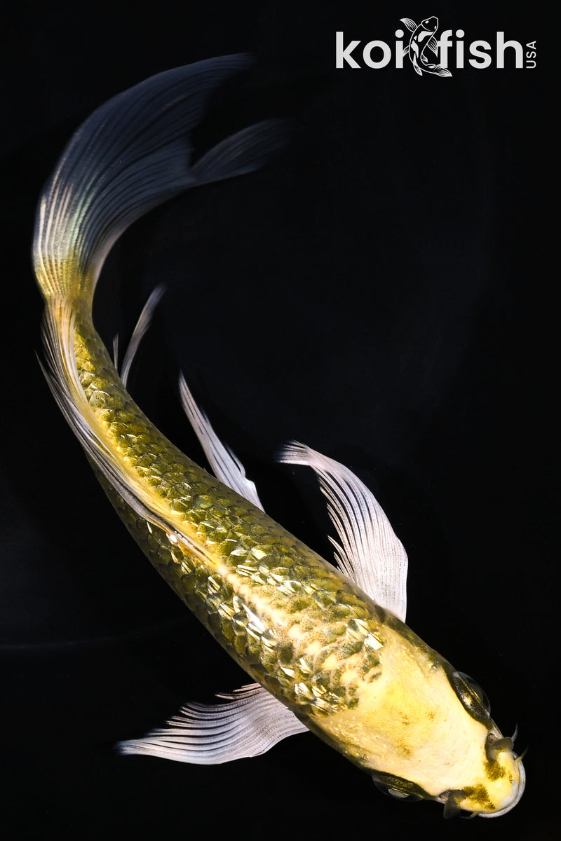 6" GINRIN KI MATSUBA BUTTERFLY