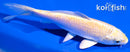 5.25" YAMABUKI OGON