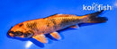 5" KIN HI UTSURI