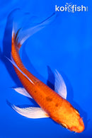 5" HARIWAKE BUTTERFLY