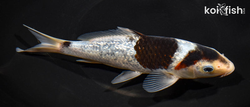 8" GINRIN GOROMO