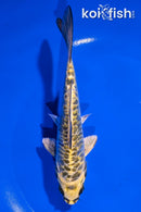 6" DOITSU KUJAKU
