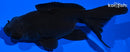 4.75" TELESCOPE FANTAIL GOLDFISH