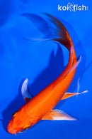 5.25" ORENJI OGON BUTTERFLY