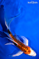 5.5" ARAGOKE HEISEI NISHIKI BUTTERFLY
