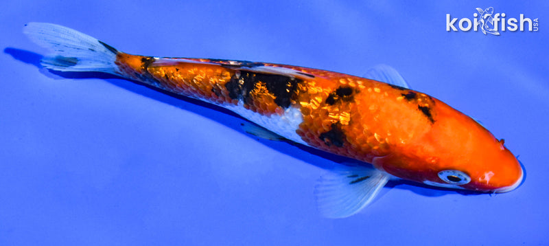 5.5" GINRIN AKA SANKE