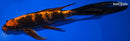 9.5" KIN HI UTSURI BUTTERFLY