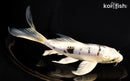 7.25" DOITSU GIN SHIRO BEKKO BUTTERFLY