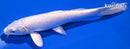 7.75" PLATINUM OGON
