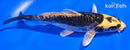 5.5" KIN KIKOKURYU