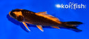 4" ORENJI MATSUBA
