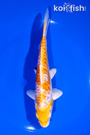 6.75" DOITSU HARIWAKE