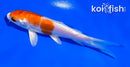 4.5" KIKUSUI