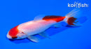 5" MARUTEN WAKIN GOLDFISH