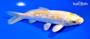 6.5" GINRIN LEMON HARIWAKE