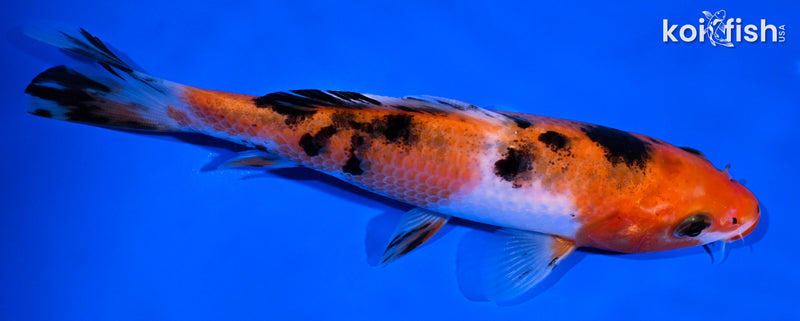 5.5" SANKE
