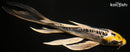 9.5" KIN KIKOKURYU BUTTERFLY