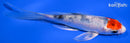 5.25" YAMATO NISHIKI BUTTERFLY