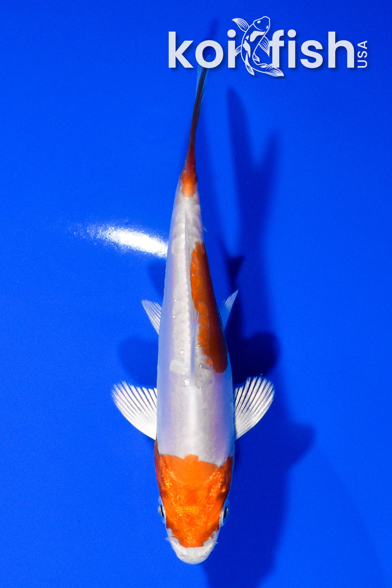 4" KIKUSUI