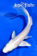 5" PLATINUM OGON BUTTERFLY