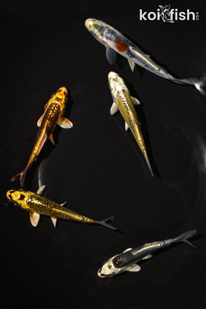 PACK OF (5) 3-4" STANDARD GHOST KOI