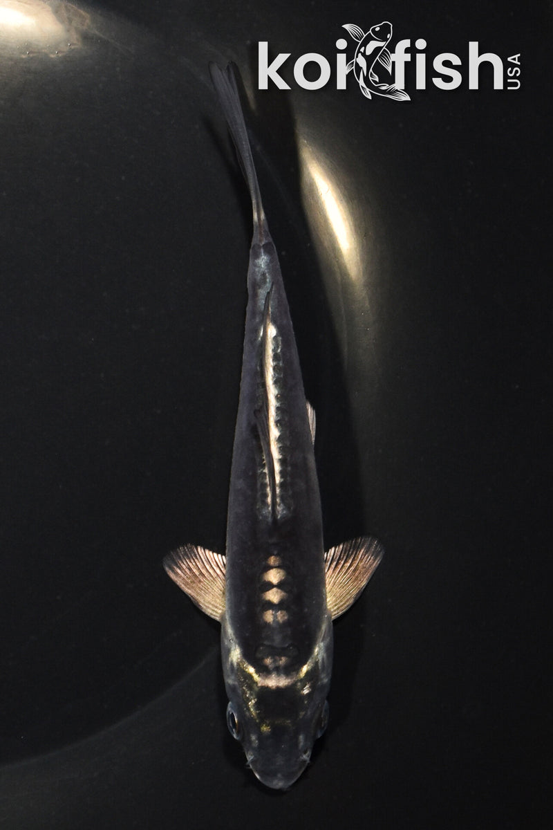 5.5" KIKOKURYU