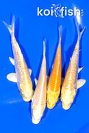 PACK OF (4) 3.75-4" MIXED STANDARD KOI