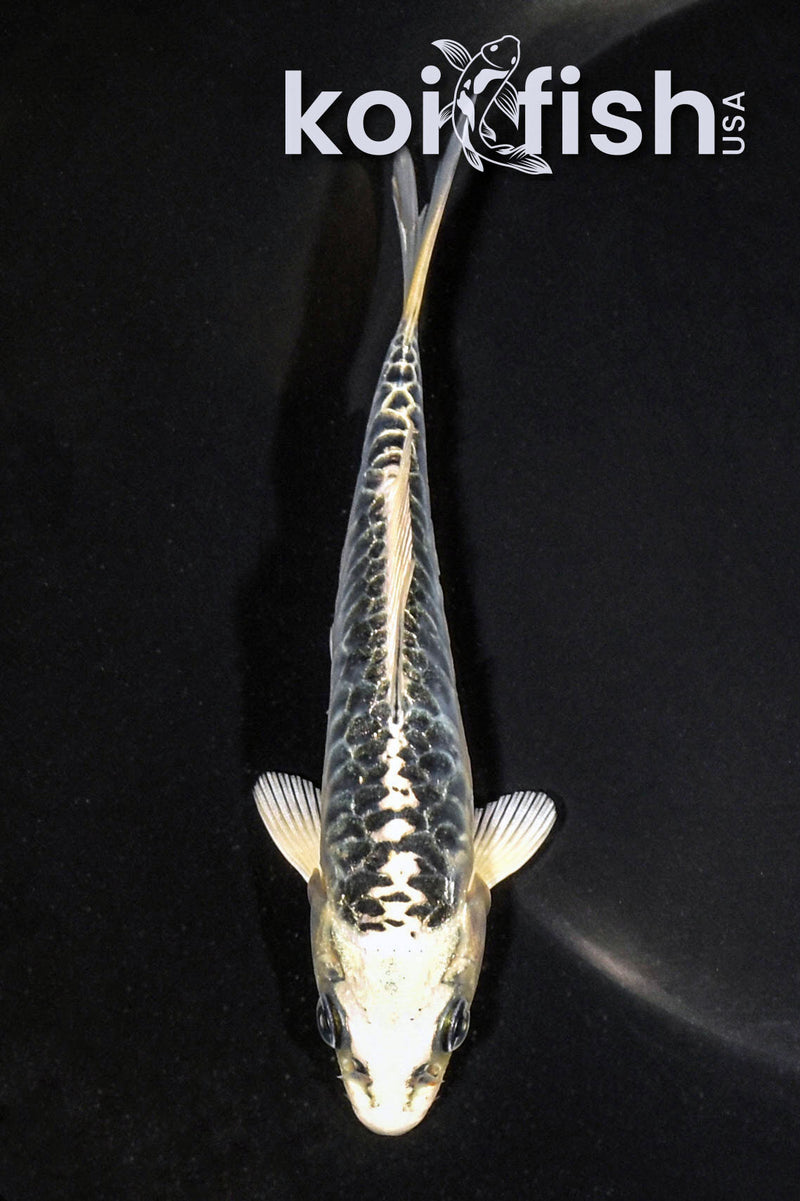 5" ARAGOKE GIN MATSUBA