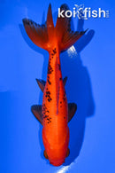 5.5" WAKIN GOLDFISH