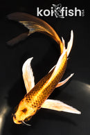 6.75" GINRIN KI MATSUBA BUTTERFLY