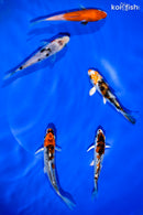 PACK OF (5) 4-4.5" STANDARD KOI