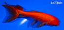 5" WATONAI GOLDFISH