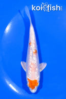 5.5" GINRIN HARIWAKE