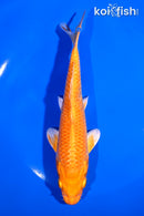 6.75" ORENJI OGON