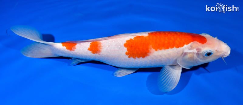 12.25" KOHAKU